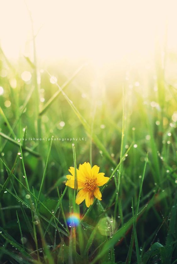 Embun pagi by ekyblur2x