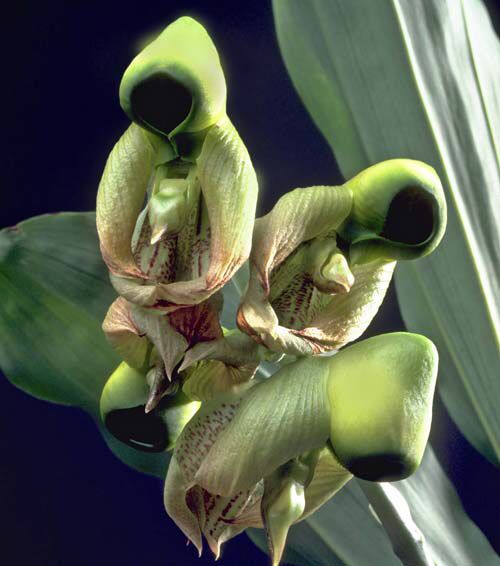 Orchid that looks like praying monks