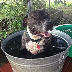 Available Pets At Hope For Animals In Thibodaux Louisiana