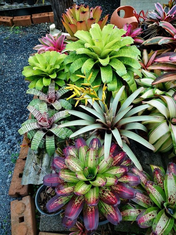 Bromeliad