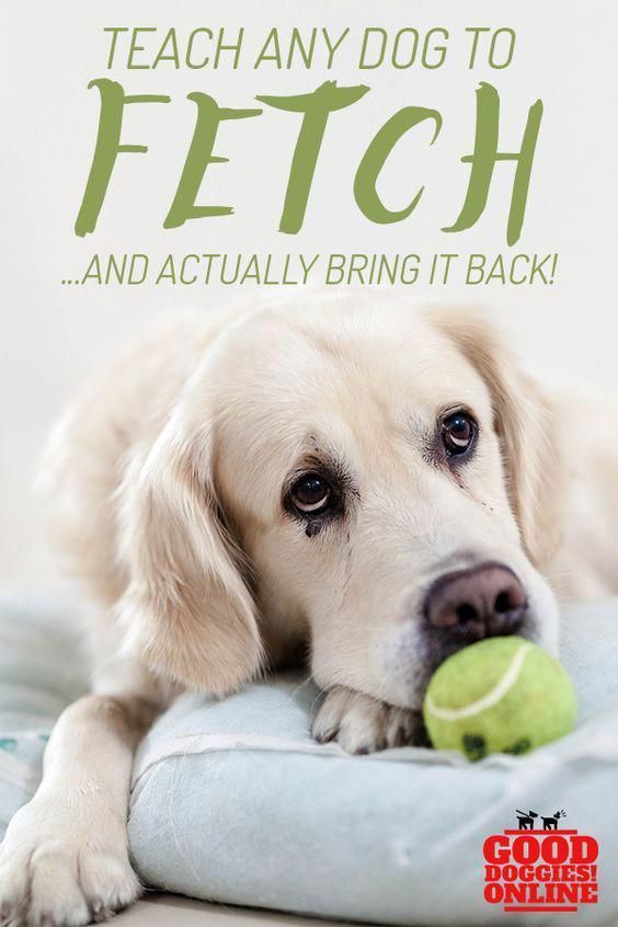 Caring For Your Dog Calls For Work You Ve Got To Be Positive That