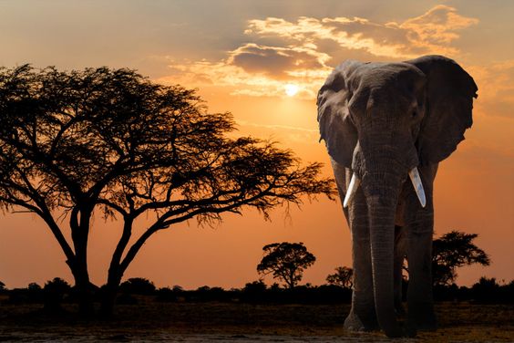 In life and business, these African Proverbs can help you find motivation to achieve success.