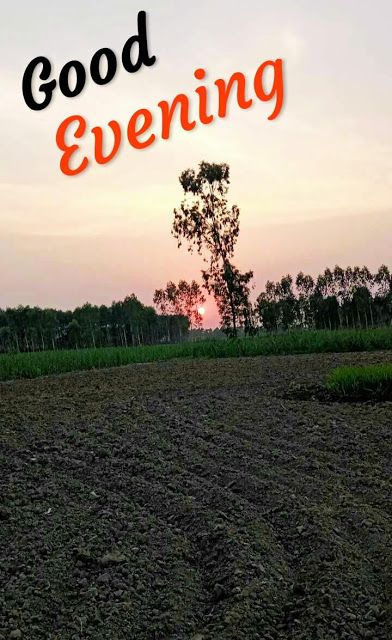 Good Evening Images, Good Evening Images For Whatsapp, Beautiful Good Evening Pictures, Good Evening HD Photos, And Poems