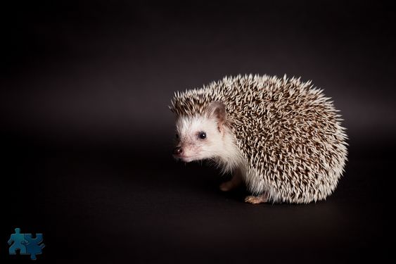 Image result for hedgehog photography