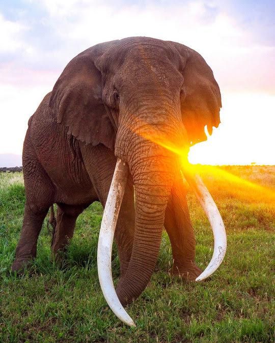 A large "big tusker" elephant in Botswana Africa.