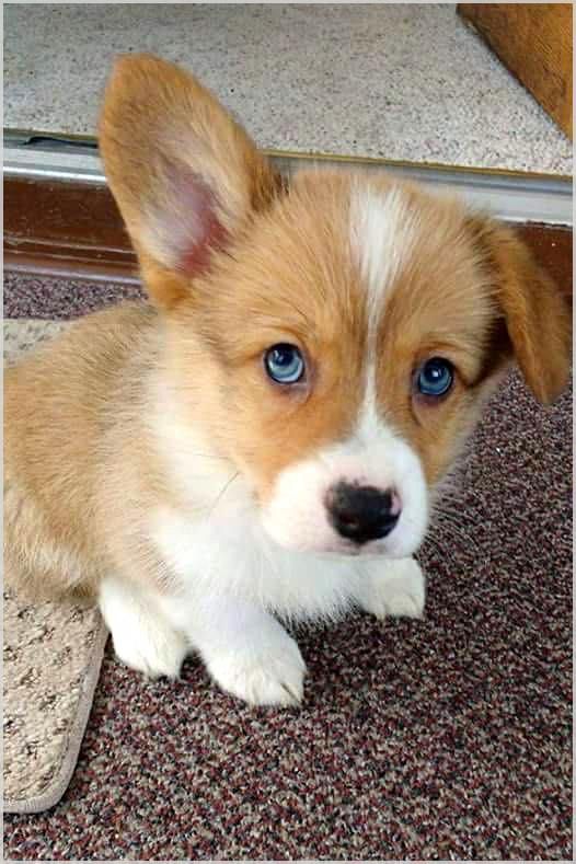 What Makes My Dog Training System So Unique Puppies With Blue