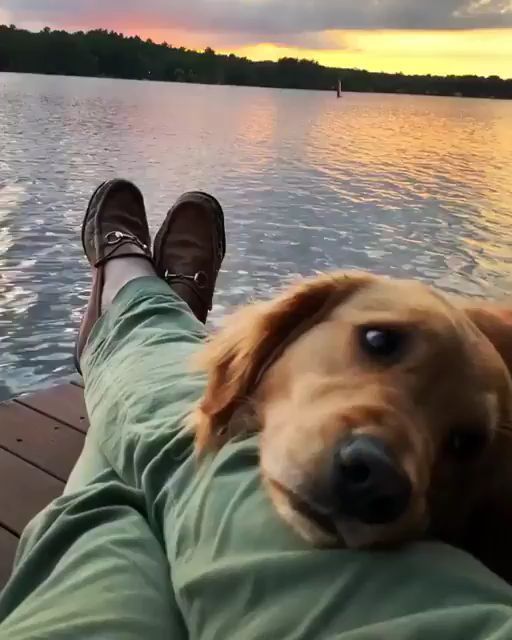 mi vista favorita siempre eres tu siempre is favorite view mi vista favorita siempre eres tu s ev kopekleri yavru kopek bebek kopekler
