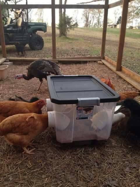Ideas De Nidos Comederos Y Bebederos Caseros Para Gallinas Comedero Para Gallinas Bebederos Para Gallinas Corrales Para Gallinas
