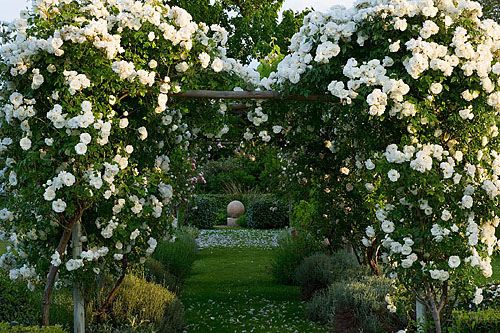 Provence, Dominique Lafourcade. Rose pergola with rosa 'iceberg'