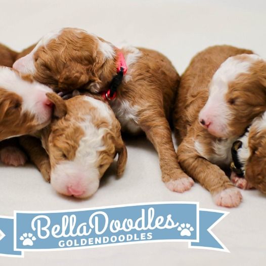 Belladoodles One Of A Kind Tuxedo Dark Red Doodles