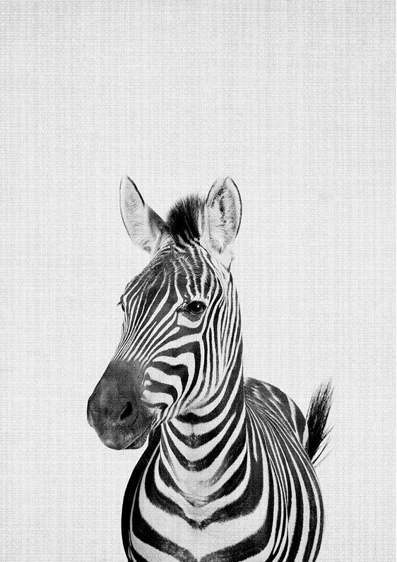 Official Ixxi Store Animales Photo En Noir Noir Et Blanc Official Ixxi Store Animales Photo En Noir Noir Et Blanc