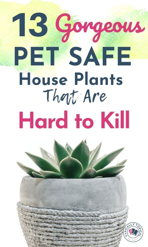 13 Pet Friendly Indoor House Plants That Look Amazing And Are Low Maintenance Typically Topica Dog Safe Plants House Plants Indoor Indoor Plants Pet Friendly