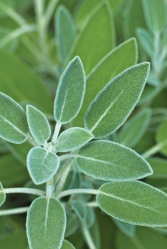 sage, growing inside