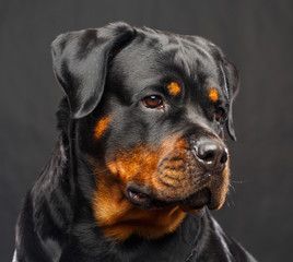 Rottweiler Dog Isolated on Black Background in studio Stock Photo