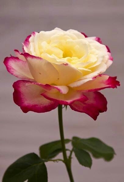 roes-flowars