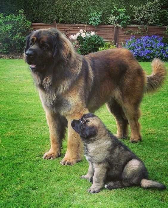 a leonberger dog