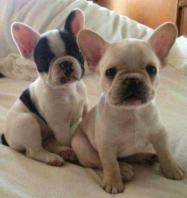 French Bulldog Puppy French Bulldog Puppies Bulldog Puppies