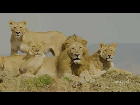 Watch How We Film Lions Dynasties Saturdays At 9pm Bbc America Bbc America Lions Bbc