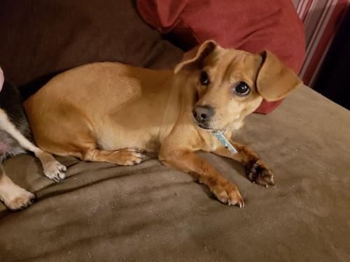 Adopt Paisley On Dachshund Dachshund Dog Dapple Dachshund