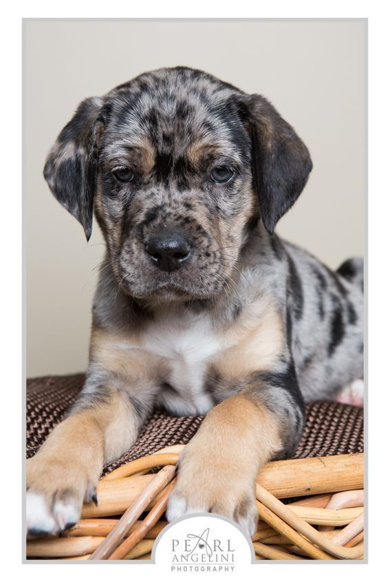 Dog Info Dog Care Dog Stuff Dog Training Doginfo Leopard Dog