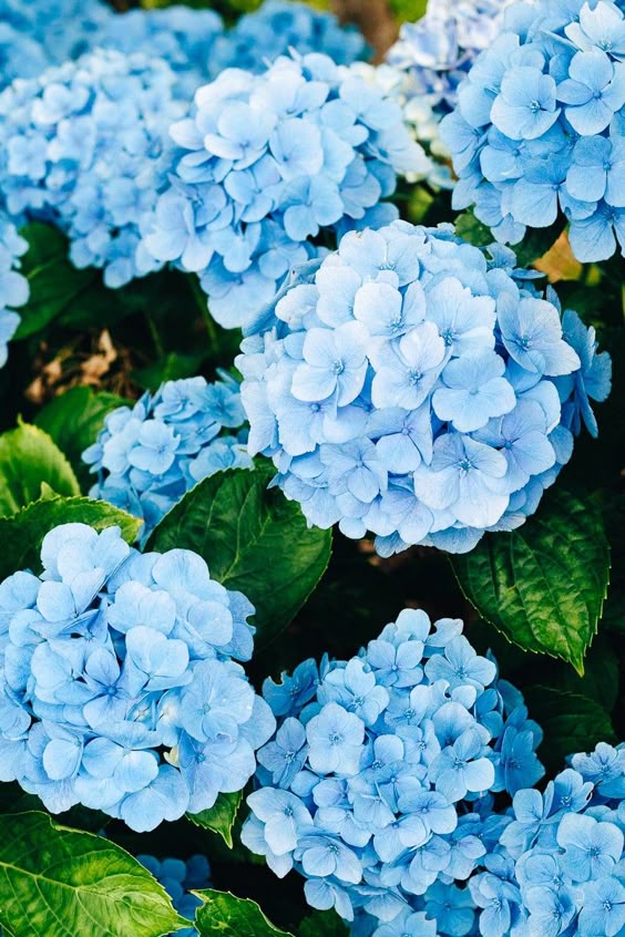 It\'s summer. That means these beautiful Hydrangeas are all in bloom. Right? Well, maybe not for everyone! Get some tips and tricks for how to care for Hydrangeas, including 5 things you should know about these gorgeous flowers.