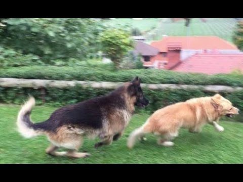 German Shepherd Vs Retriever Hd German Shepherd Retriever