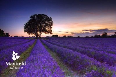 Carshalton's lavender fields.