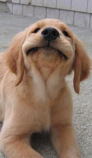 This Is Literally How I Smile Corgis Cute Animals Retriever