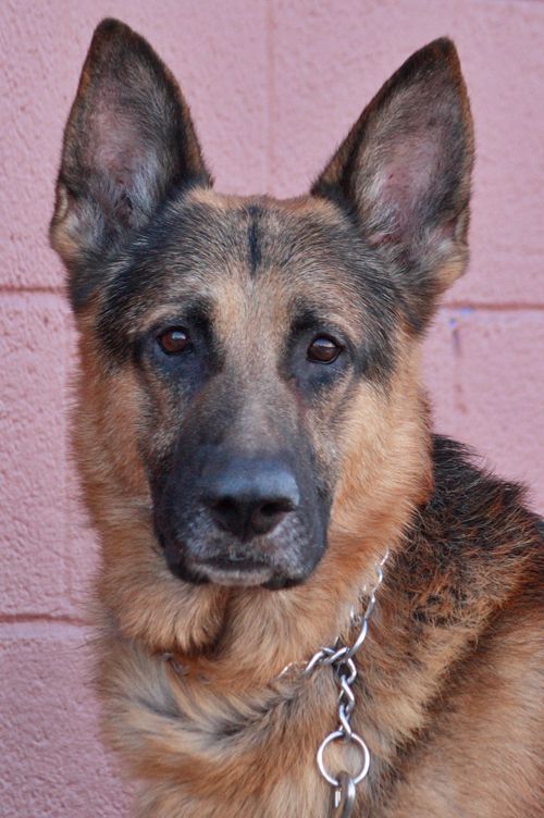 Westside German Shepherd Rescue Of Los Angeles German Shepherd
