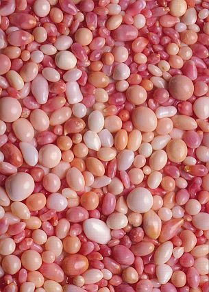 Bling from a Caribbean Queen-The pink or conch pearl is produced by the biggest sea snail, the Strombus Gigas. This snail can be found in the Caribbean and on the Bahamas . The conch pearls are porcelain-like, have a silky glimmer and in most cases a strangely wavy pattern. If the bright points are looked at through a magnifying glass, you will see closed structures which resemble little flames.