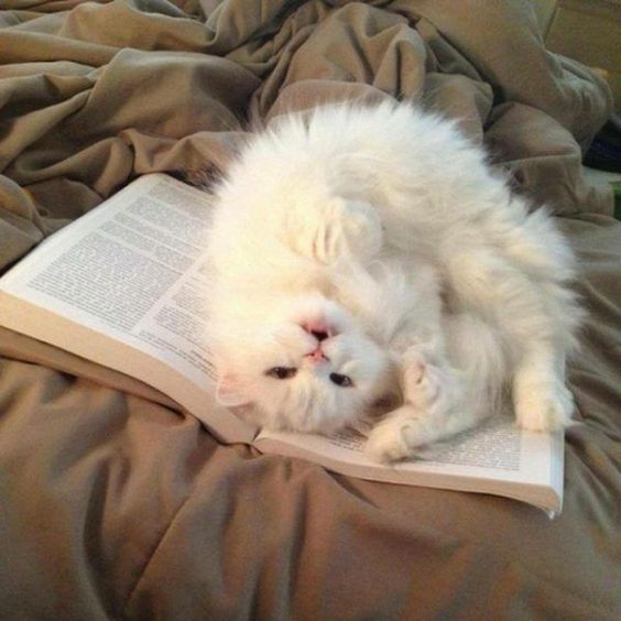 âBu salak kitaptan çok daha tatlıyım!â #catsandkittens