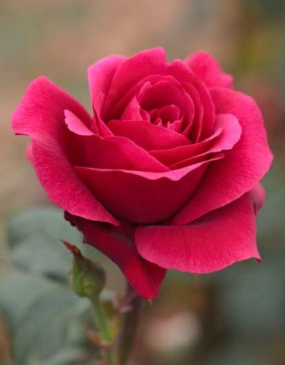 Rosiers : Grandes fleurs