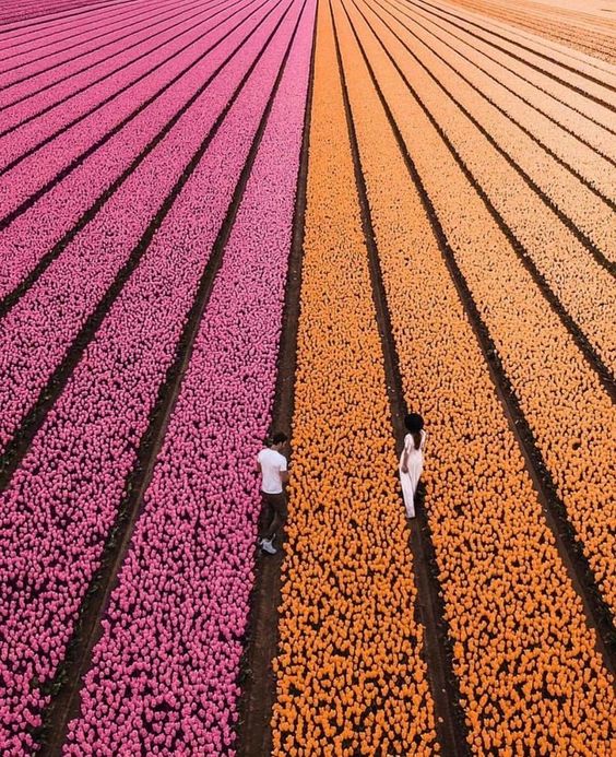 20. The perfect view of these rows of tulips