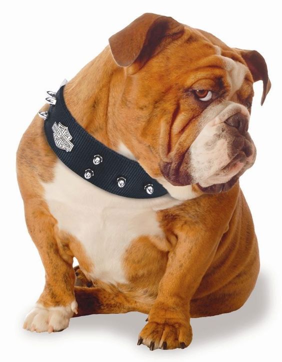 Here Are Some Of The Best English Bulldog Names From The Good