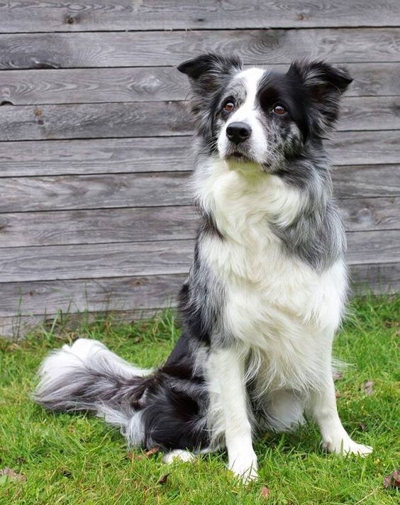 Border Collie Dog Breeds Smartest Dog Breeds Collie Puppies