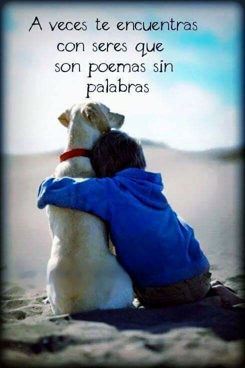 Pin De Dunia Flores En Siluetas Perros Frases Frases Divertidas Sobre Perros Frases Sobre Perros