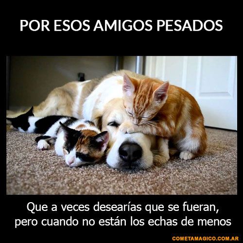 Frases Para El Dia Del Amigo Frases De Amistad Frases Día Del Amigo Amigas Frases