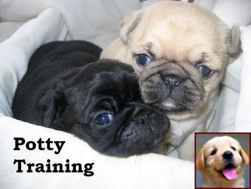 Live With A Pug Dog Pugs Pug Puppies Dogs
