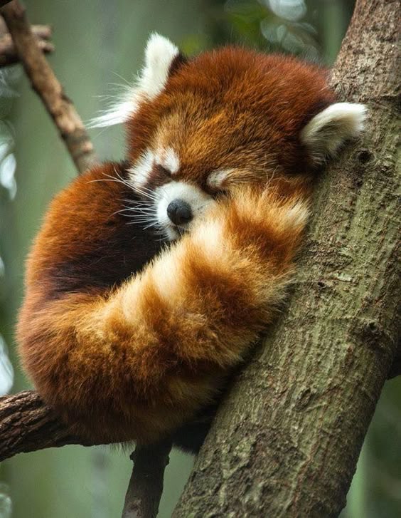 animales tomando la siesta animales tomando la siesta
