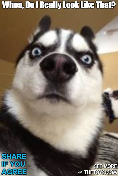 Funny Dog Memes Part 8 Funny Dog Memes Dog Memes Funny Dogs