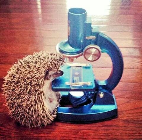de guardia
