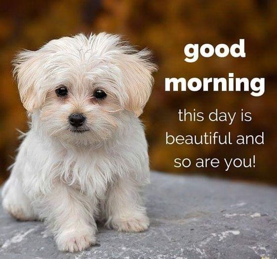 lions-with-good-morning