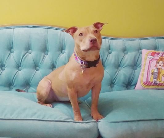 Atlanta Ga Honey Gorgeous Red F American Staffordshire Terrier