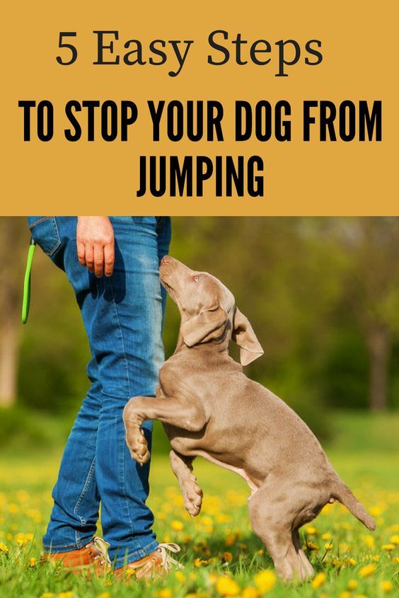 How To Stop Your Dog From Jumping Up 5 Easy Steps We Love Dogs