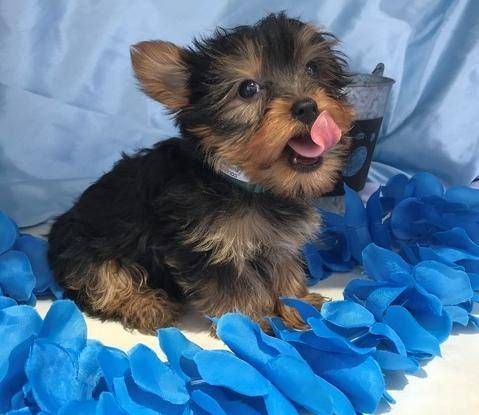Yorkshire Terrier Dogs For Sale In United States Connecticut