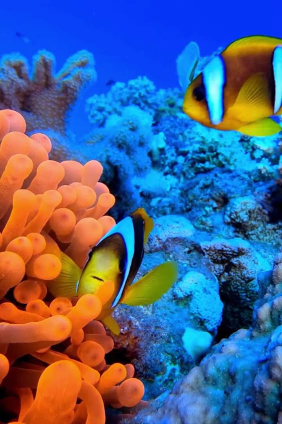 Aquarium Virtual Field Trips: Ocean Webcams | Virtual Tours & Virtual Field Trips for Students
