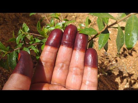 حنة أحمر غامق في نصف ساعة فقط| والسر..!!🤔 - YouTube