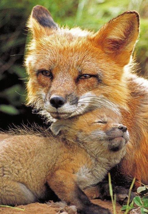 animales con sus crías animales con sus crías