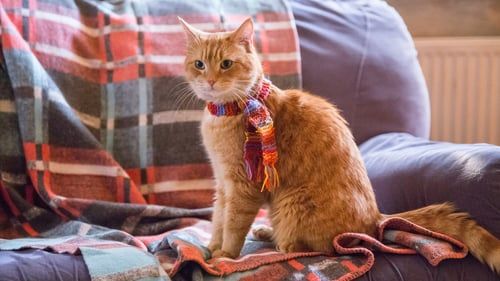 Un Chat Pour La Vie Noms De Chat Chat J Aime Les Chats Un Chat Pour La Vie Noms De Chat Chat J Aime Les Chats