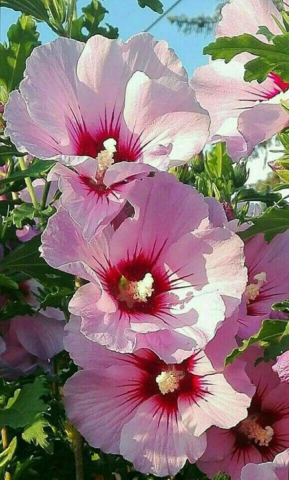 Beautiful Pink Hollyhock